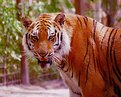 Picture Title - Tiger
