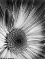 Picture Title - Imperfect Daisy