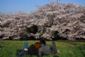 Picture Title - Cherry Blossom Love