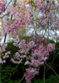 Picture Title - Blossom Closeup