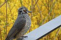 Picture Title - brown-eared bulbul