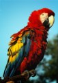 Picture Title - Guacamaya