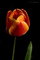 Picture Title - Tulip