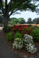 Picture Title - Azaleas in Bloom