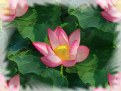 Picture Title - Lotus mirages