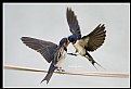 Picture Title - B141 (Swallow Feeding Baby)