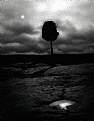 Picture Title - lonesome tree