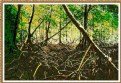 Picture Title - Mangrove forests