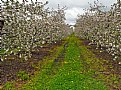Picture Title - Between the Apple Blossoms