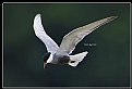 Picture Title - B142 (Whiskered Tern)