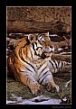 Picture Title - Royal Bengal Tiger (Panthera tigris tigris)