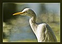 Picture Title - Common Egret