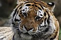 Picture Title - Tiger