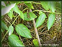 Picture Title - Baby Bird