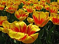 Picture Title - Tulipes