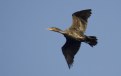 Picture Title - Cormorant -Dutch =Aalscholver