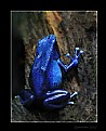 Picture Title - Blue Poison Dart Frog (Dendrobates azureus)