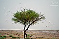 Picture Title - Tree&Birds