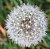 Dandilion