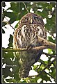 Picture Title - B144 (Asian Barred Owlet)