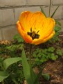 Picture Title - Striped tulip