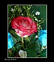 Picture Title - My dear flower