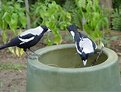 Picture Title - Bloody Magpies