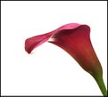 Picture Title - Calla