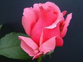 Picture Title - Lonely Rose(4)