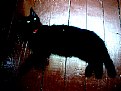 Picture Title - Black Cat