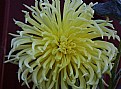 Picture Title - yellow
