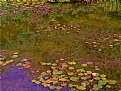 Picture Title - Lily Pond