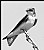 Tree Swallow Female (bw)