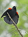 Picture Title - Red-winged Blackbird