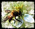 Picture Title - HoneyBee -4