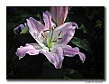 Picture Title - Lily (d4288)