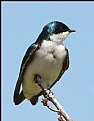 Picture Title - Tree Swallow (Male)