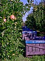 Picture Title - Apple Harvest