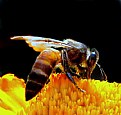 Picture Title - HoneyBee --5