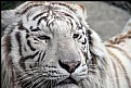 Picture Title - White Tiger