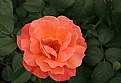 Picture Title - orange rose