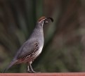 Picture Title - quail