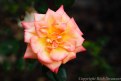 Picture Title - Spring Rose