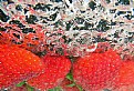 Picture Title - strawberries in the water