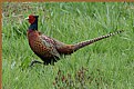 Picture Title - Pheasant-parade