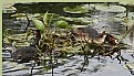 Picture Title - Grebes