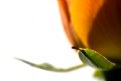 Picture Title - The orange rose