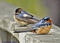 Picture Title - Barn Swallow