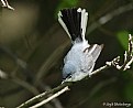 Picture Title - Blue-Gray Gnatcatcher