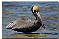 Picture Title - Brown Pelican